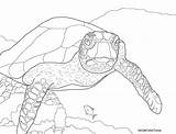 Turtle Hawksbill Turtles sketch template