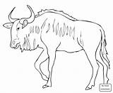 Wildebeest Coloring Pages Gnu Blue Antelope Springbok Drawing Printable Draw Color Sheet Getdrawings Version Click Cartoon Designlooter Supercoloring Kids Template sketch template
