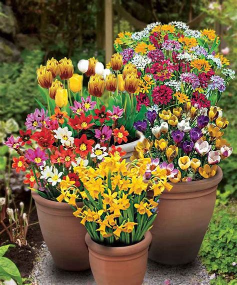 planters  spring bulbs helpsthepoetandtheplantcom