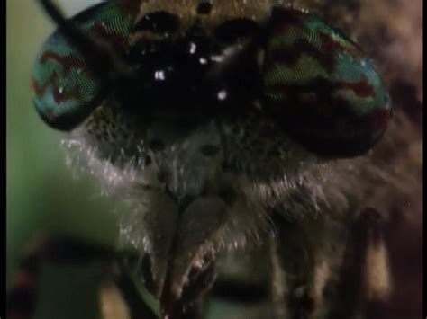 lepidopterophobia phobia wiki fandom powered  wikia