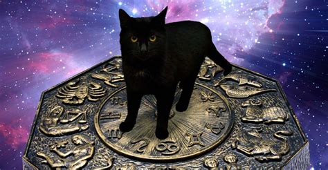 What Type Of Cat Should You Get Based On Your Zodiac Sign