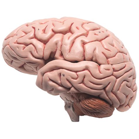 anatomical model  brain