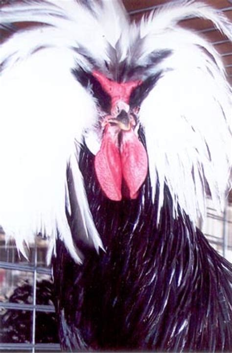 white crested black polish chickens cackle hatchery