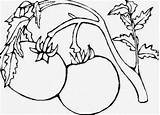 Tomat Coloriage Legumes Mewarnai Frutta Verdura Buah Bagus Colorare Disegno Colorier Anak Adik Coloriages Utk Susah Terang Sayur sketch template