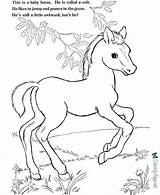 Coloring Horse Pages Colt Jumping sketch template