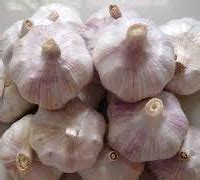 normal white garlic sifuba export trading