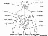 Digestive Digestivo Aparato Verdauungssystem Worksheet Ausdrucken Lymphatic Ausmalbild Nervous sketch template