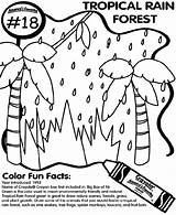 Rain Forest Tropical Coloring Pages Crayola sketch template