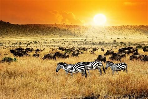 guia  disfrutar de kenia la cuna de los safaris