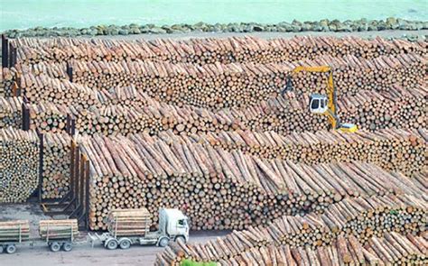 india current trends   log import market timber industry news