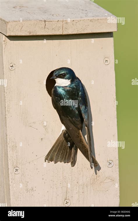 tree swallow  nestbox stock photo alamy