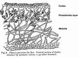 Lichen Lichens Designlooter Tissues Foliose sketch template