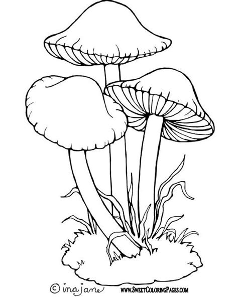 simple mushroom coloring page coloring pages mushroom   color