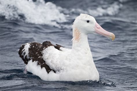 albatross wild life world
