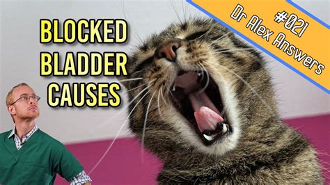 blocked bladder   true cat emergency     happen    place
