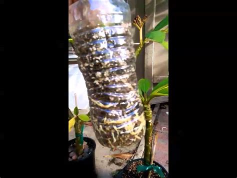 root  plumeria cutting fast  easy youtube