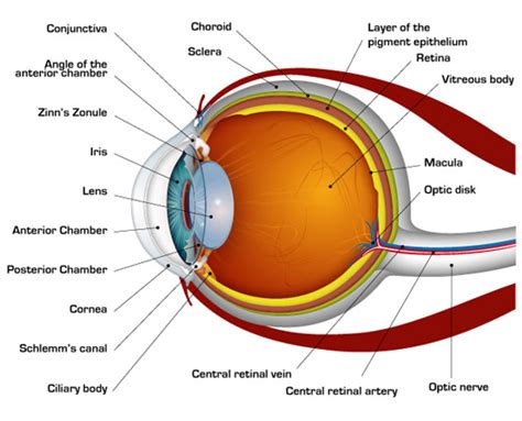 diagrams related  structureworking  human eye scienceeasylearning