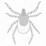 Vector Tick Illustration Insect Mite Stock Depositphotos Alexanderpokusay sketch template