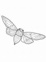 Cicada Coloring Flying Drawing Pages Printable Line Insect Tattoo Supercoloring Bug Butterfly Bugs Drawings Crafts Insects Beetle Select Category Version sketch template
