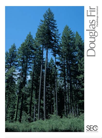 douglas fir species guide pacific lumber inspection bureau