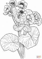 Coloring Marigold Pages Marsh Drawing Cowslip Printable Online sketch template