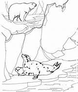 Polar Bear Coloring Pages Tundra Animals Arctic Printable Seals Seal Color Hunting Ringed Print Clipart Wildlife Zoo Bears Designlooter Supercoloring sketch template