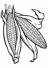 Corn Coloring Cob Edupics Getcolorings Printable sketch template