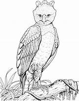 Eagle Harpy Coloring Drawing Pages Easy Clipart Aguila Bald Rainforest Supercoloring Philippine Printable Outlines Harpia Sketch Super Getdrawings Drawings Choose sketch template