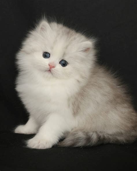 silver white persian kittens doll face persian kittenspre loved persian kittens  sale