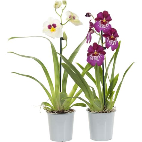ah orchidee voorjaarsmix bestellen albert heijn