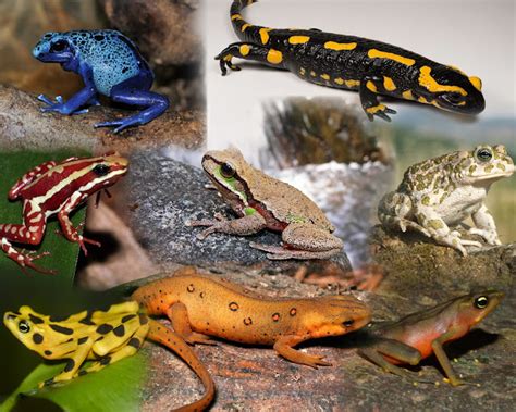 amphibians  species   world  images