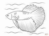 Betta Fish Coloring Pages Fighting Halfmoon Siamese Printable Color Drawing Template Line Drawings Dot sketch template