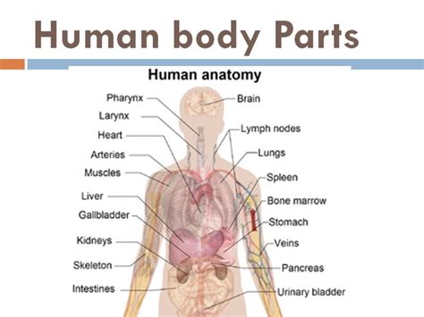 human body parts clipartsco