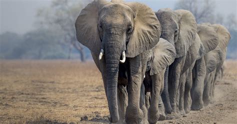 schuetzen sie ueberlebensraum fuer elefanten  afrika