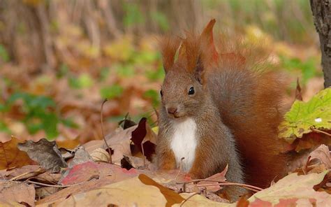 eekhoorn tussen de herfstbladeren mooie leuke achtergronden voor je bureaublad pc laptop