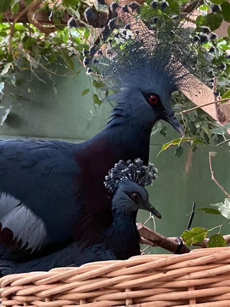 victoria crowned pigeon chick hatches colchester zoo