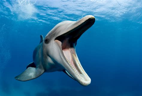 dolphins whistle names    underwater recorders show huffpost