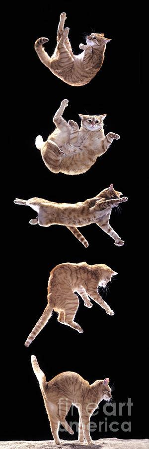 falling cat photograph  jean michel labat fine art america
