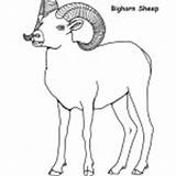 Sheep Bighorn Coloring Mammals Category sketch template