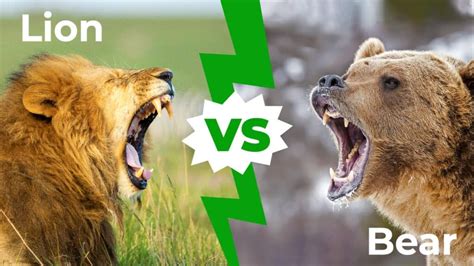 bear  lion   win   fight   animals