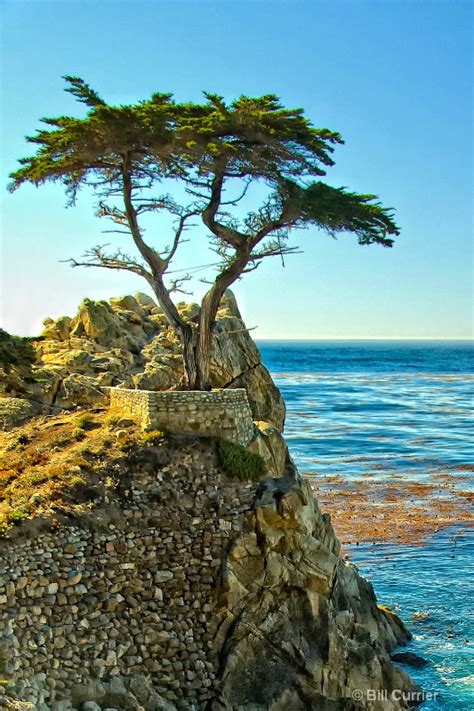 amazing cypress