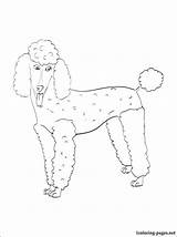 Poodle Coloring Pages Printable Toy Miniature Pinscher Mini Clipart Drawn Size Pudel Getcolorings Cliparts Library Kolorowanki Getdrawings Print sketch template