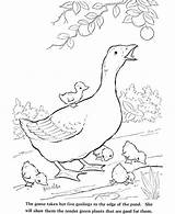 Coloring Pages Farm Animals Animal Realistic Pond Getcolorings Printable Color Getdrawings sketch template