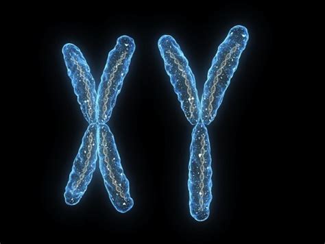 Sex Not As Simple As X And Y Genetic Literacy Project