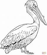 Pelican Coloring Pages Printable Pelicans Bird Realistic Brown Drawing California Drawings Supercoloring Color Birds Sketches Template Version Click Animal Print sketch template