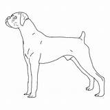 Dog Boxer Coloring Pages Fro sketch template