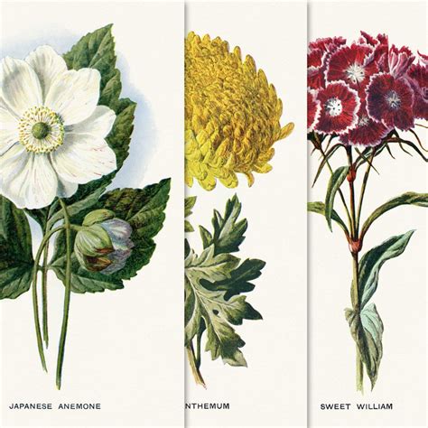 printable vintage flower illustration vintage art prints floral