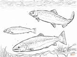 Salmon Coloring Pages Atlantic Shoal Pacific Drawing Printable Animals Coloringbay sketch template