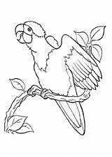 Perroquet Cri Branche Parrot Coloriages Imprimer Oiseaux Hugolescargot sketch template