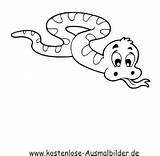 Schlange Schlangen Ausmalbilder Ausmalen Tiere Malvorlagen Auszudrucken Dein Klicke Kostenlose sketch template